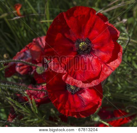 A field of bright red poppies
