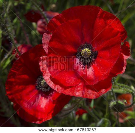 Two red poppies