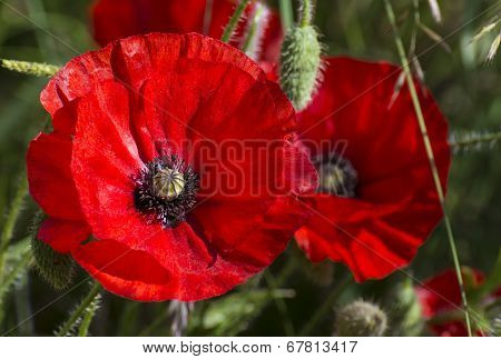 Field of bright red poppies