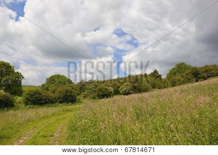 Summer Landscape With Sainfoin Flowers