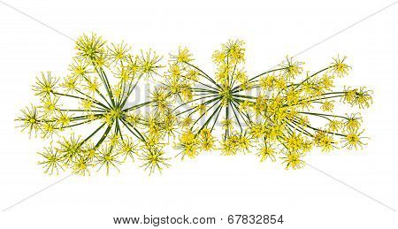Wild Fennel Flowers