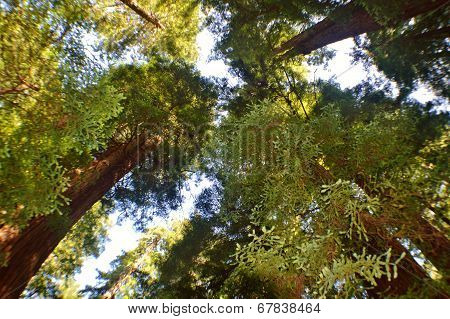 Redwoods