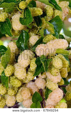 White mulberry (Morus alba)