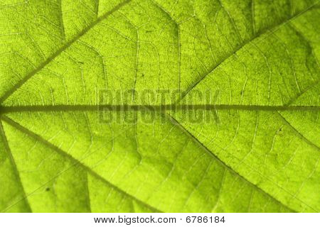 Gefühl grün-Serie