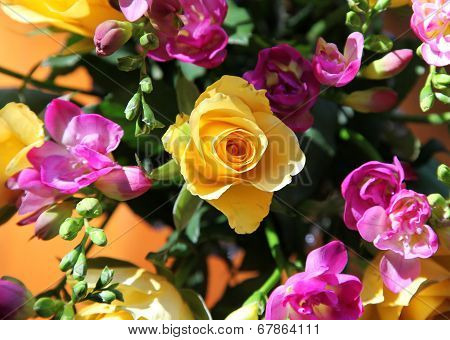 rose and fressia
