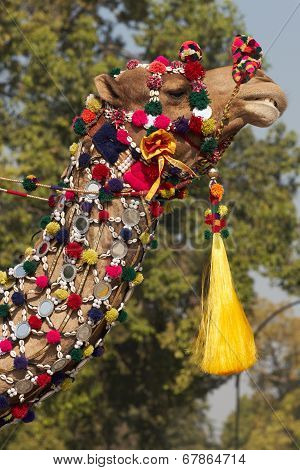 Decorated Camel