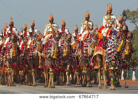 Camels on Parade