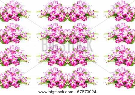 Impala Lily Flower