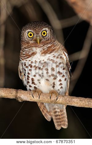 African barred owlet (Glaucidium capense) perched on a branch, South Africa