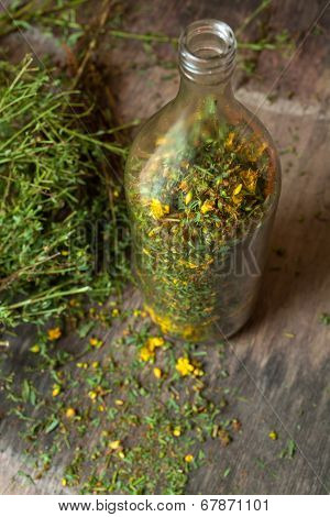 Hypericum Perforatum