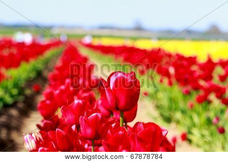Beautiful Tulips