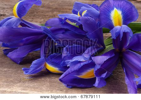 Blueflag or iris flower on grungy wooden background