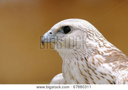 Saker Falcon, Falco Cherrug.