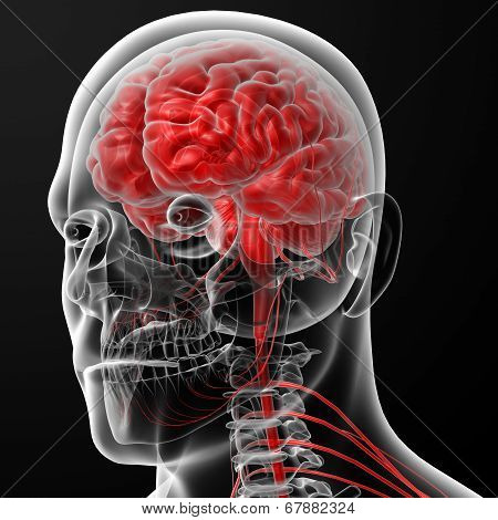 Brain