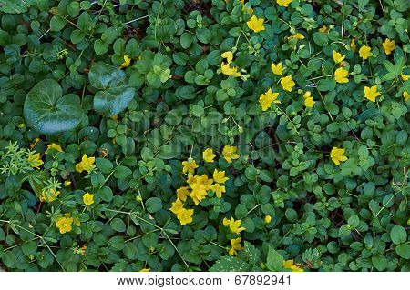 Lysimachia Nummularia.