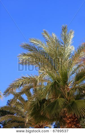 Palmera