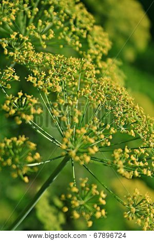 Fennel (foeniculum Vulgare)