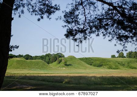 Pine Tree Branches And Landscape Of Hill Mound
