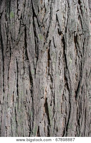 Wood Brown Bark