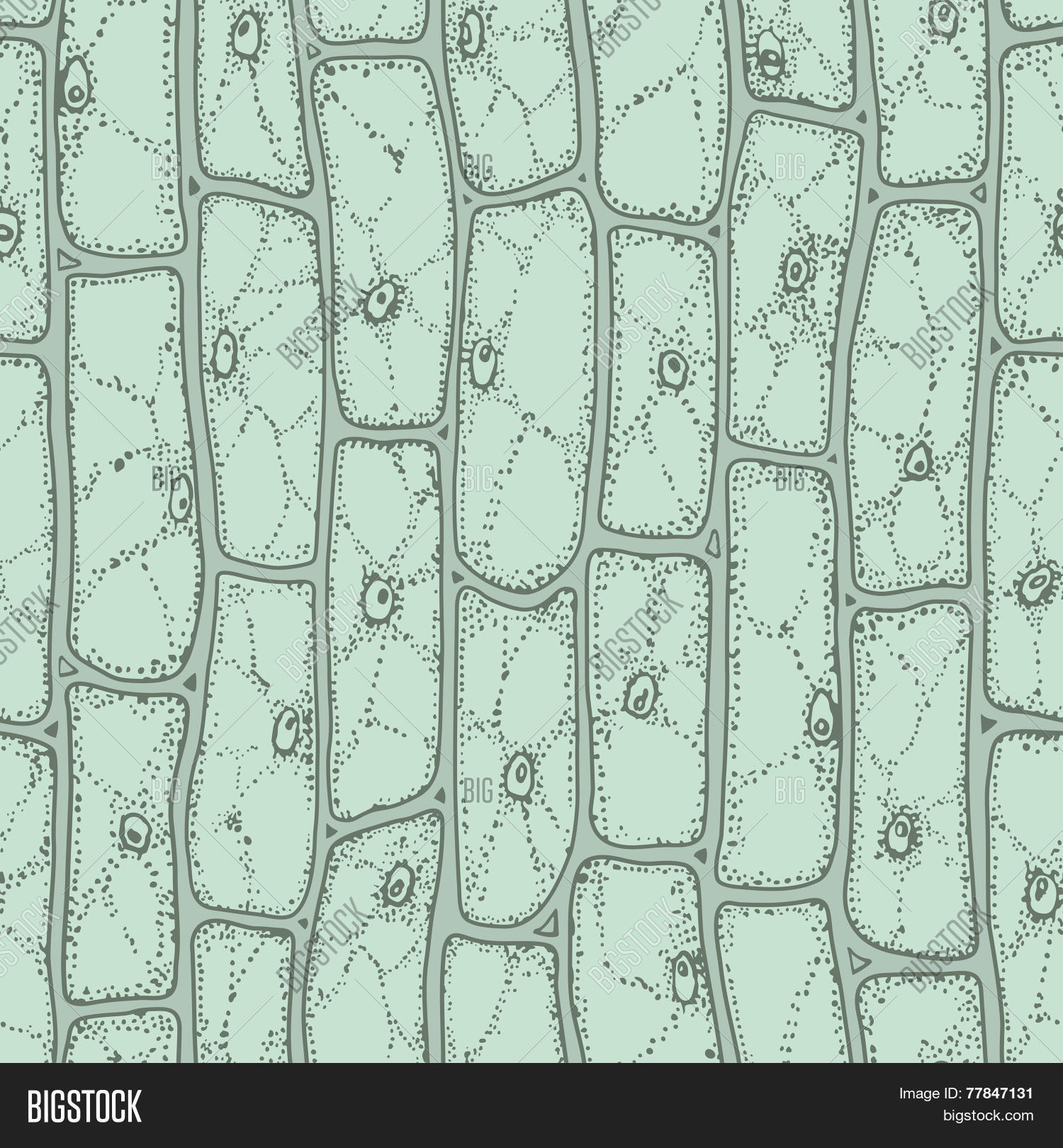 Plant Cell Pattern Vector & Photo (Free Trial) | Bigstock