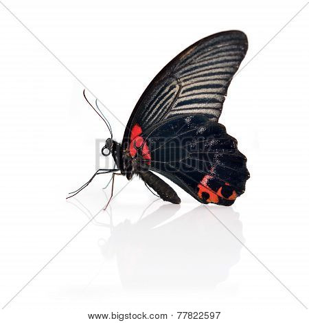 Red And Black Butterfly
