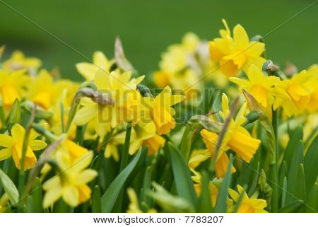 Narcissen