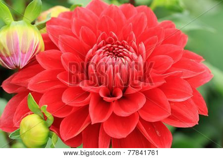 Dahlia flower and buds