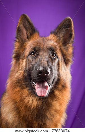 Portrait of a German Shepherd. Purple background.