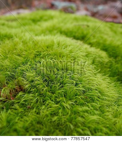 Dicranum Scoparium Under The Trees