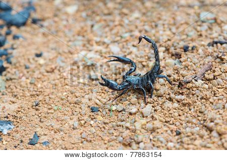 Black Asian Forest Scorpion