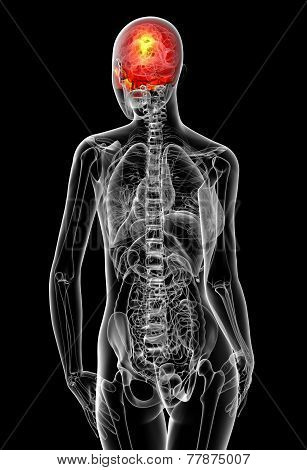 3D Render Medical Illustration Of The Human Sull