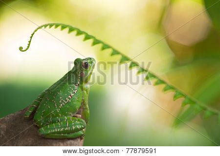 tree frog looking up to fern. Tropical treefrog Hypsiboas riojanus in the forest near a stream