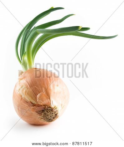 Onion On White