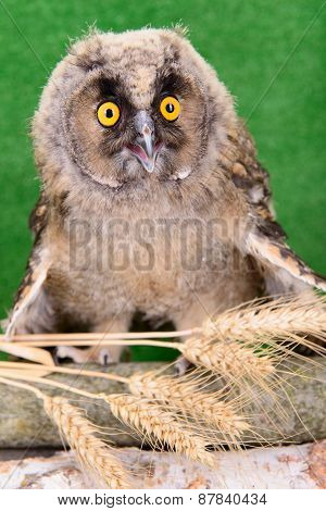 Great Horned Owl