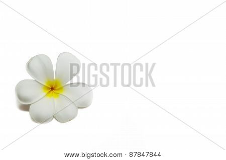 Single plumeria flower isolated on white background