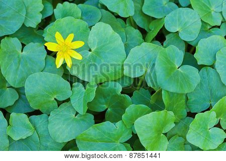 One little yellow spring flower