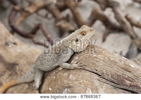 Iguana In The Jungla