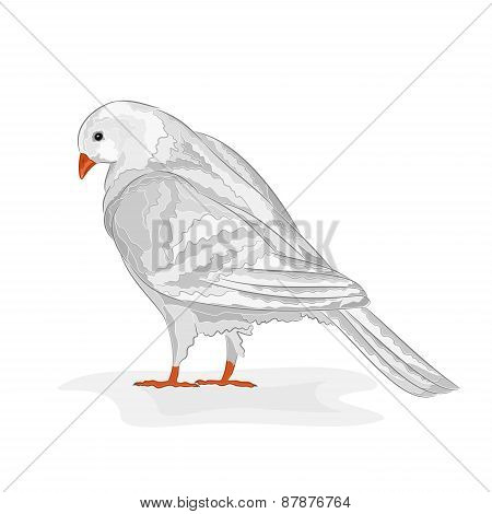 White Pigeon Vector Vector & Photo (Free Trial) | Bigstock