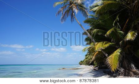 Beach On Isla (isle) Saona In The Dominican Republic