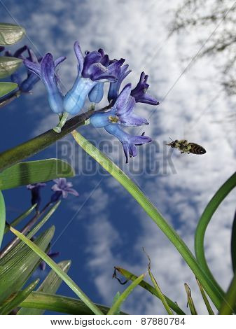 Blue bells and bee