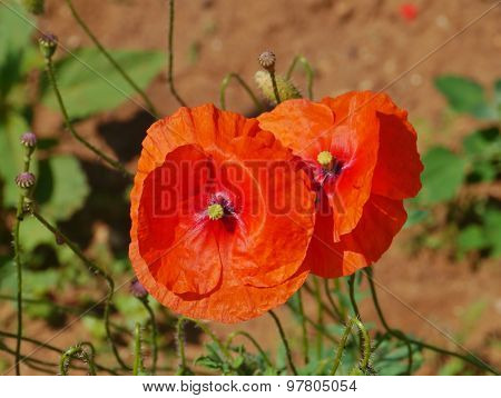 Red poppy flowers in spring