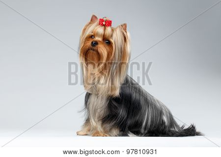 Yorkshire Terrier Dog With Long Groomed Hair Sits On White