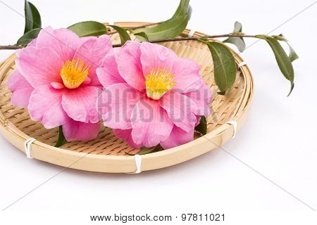 Camellia sasanqua flowers