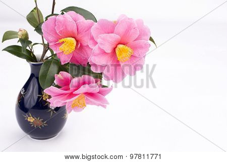 Camellia sasanqua flowers