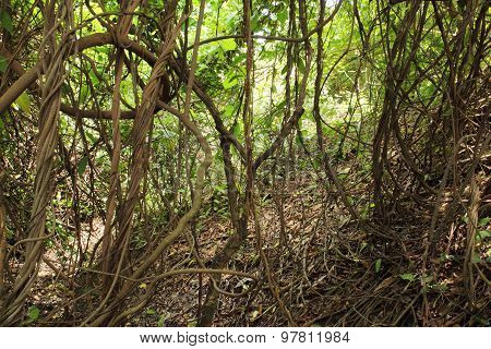 Vine in the forest