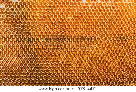Honeycombs Filled With Honey Closeup
