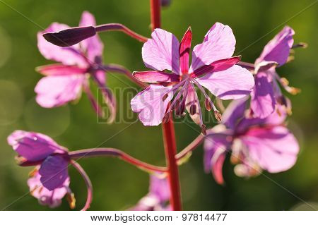 Willowweed Flowers In The Sun Closeup