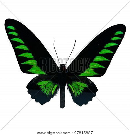 Rajah Brookiana Butterfly
