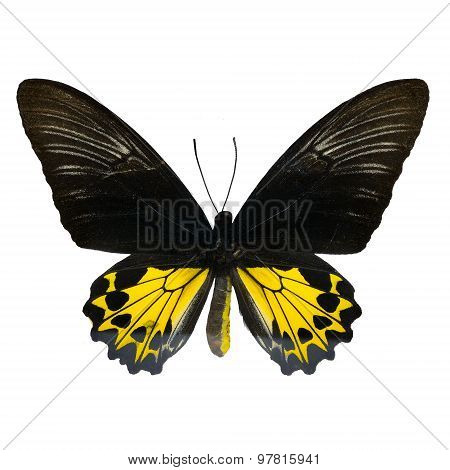 Rajah Brookiana Butterfly