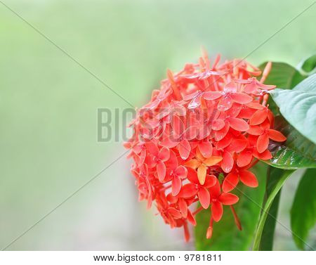 Rangan Blume